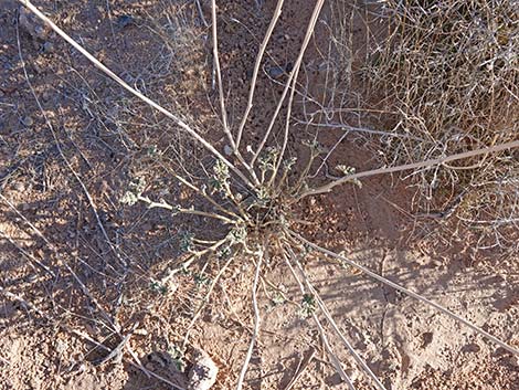 Desert Globemallow (Sphaeralcea ambigua)