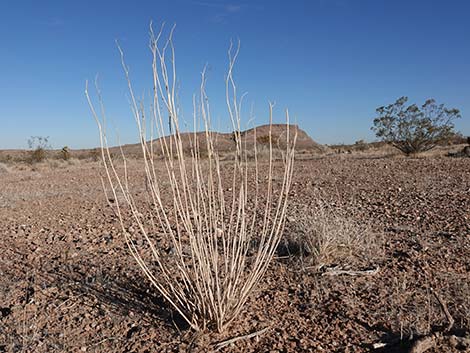 Desert Globemallow (Sphaeralcea ambigua)