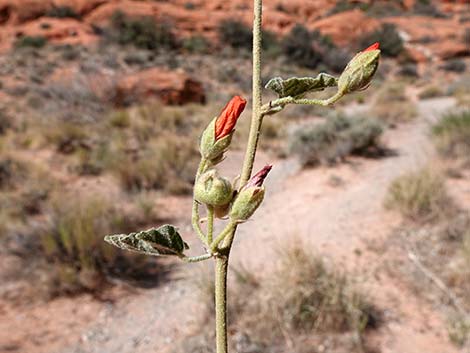 Desert Globemallow (Sphaeralcea ambigua)