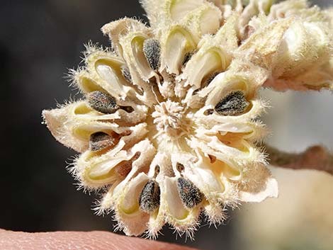 Desert Globemallow (Sphaeralcea ambigua)