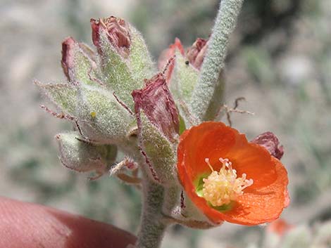 Gooseberryleaf Globemallow (Sphaeralcea grossulariifolia)