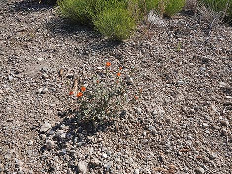 Gooseberryleaf Globemallow (Sphaeralcea grossulariifolia)