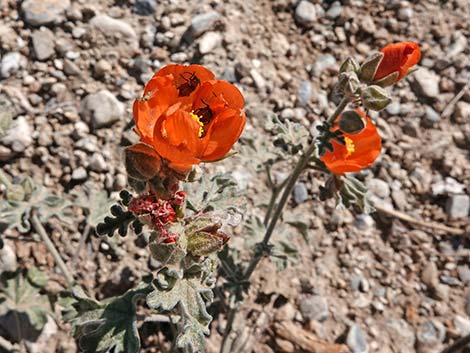 Gooseberryleaf Globemallow (Sphaeralcea grossulariifolia)