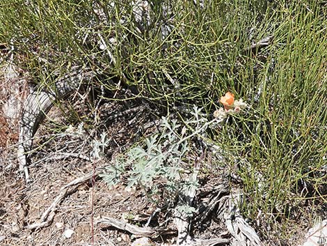 Gooseberryleaf Globemallow (Sphaeralcea grossulariifolia)