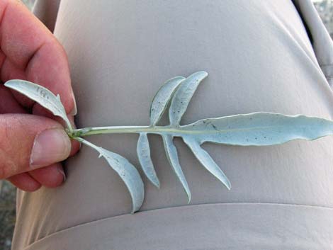 Desert Princesplume (Stanleya pinnata)