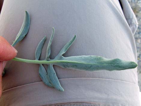 Desert Princesplume (Stanleya pinnata)