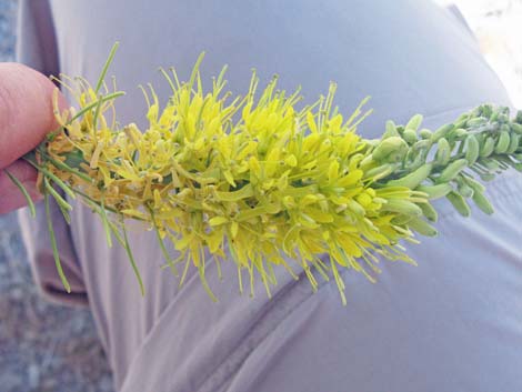 Desert Princesplume (Stanleya pinnata)