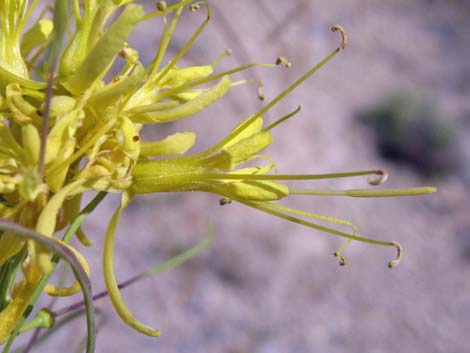 Desert Princesplume (Stanleya pinnata)