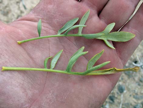 Desert Princesplume (Stanleya pinnata)