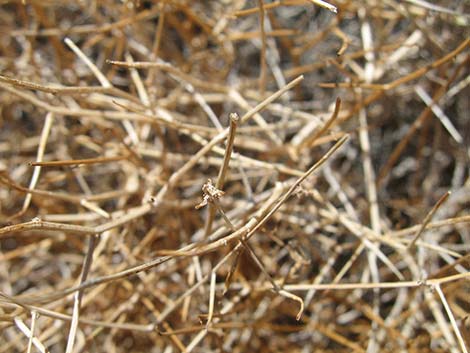 Brownplume Wirelettuce (Stephanomeria pauciflora)