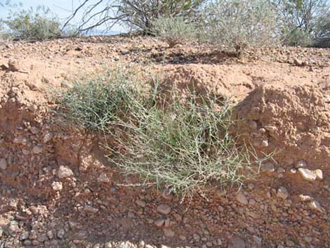 Brownplume Wirelettuce (Stephanomeria pauciflora)