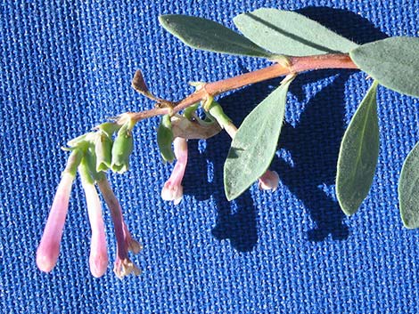 Desert Snowberry (Symphoricarpos longiflorus)