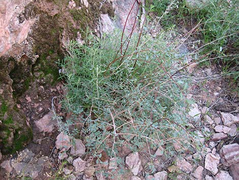 Desert Snowberry (Symphoricarpos longiflorus)