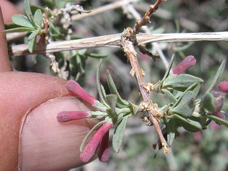 Desert Snowberry (Symphoricarpos longiflorus)