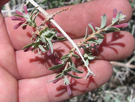 Desert Snowberry (Symphoricarpos longiflorus)