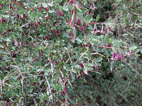 Desert Snowberry (Symphoricarpos longiflorus)