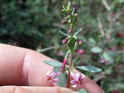 Desert Snowberry (Symphoricarpos longiflorus)