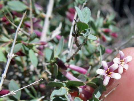 Desert Snowberry (Symphoricarpos longiflorus)