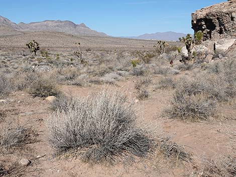 Longspine Horsebrush (Tetradymia axillaris)