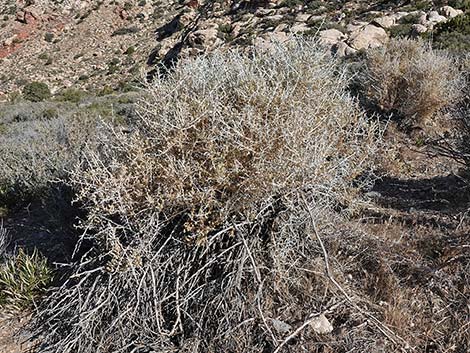 Longspine Horsebrush (Tetradymia axillaris)