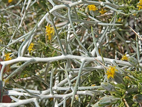 Longspine Horsebrush (Tetradymia axillaris)