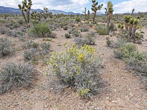 Longspine Horsebrush (Tetradymia axillaris)