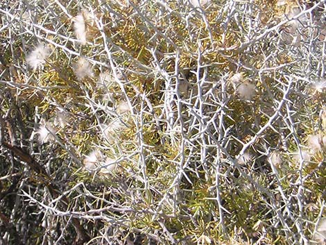 Mojave Cottonthorn (Tetradymia stenolepis)