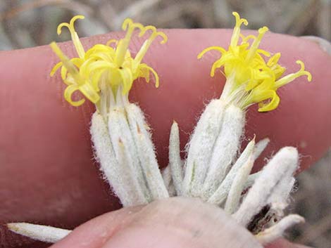 Mojave Cottonthorn (Tetradymia stenolepis)