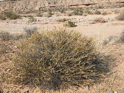 Turpentinebroom (Thamnosma montana)