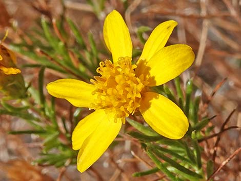 Dogweed Pricklyleaf (Thymophylla acerosa)