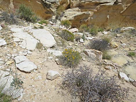 Dogweed Pricklyleaf (Thymophylla acerosa)