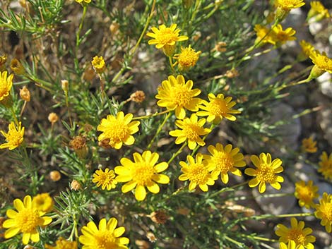 Fiveneedle Pricklyleaf (Thymophylla pentachaeta)