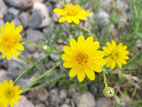 Fiveneedle Pricklyleaf (Thymophylla pentachaeta)