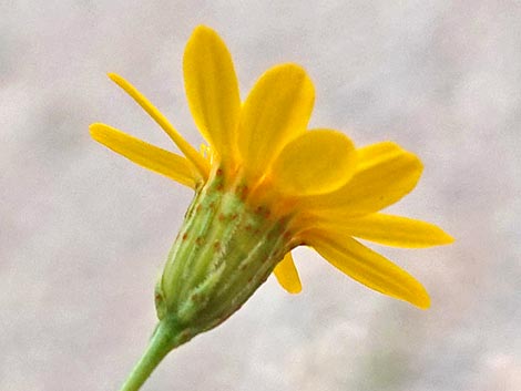 Fiveneedle Pricklyleaf (Thymophylla pentachaeta)