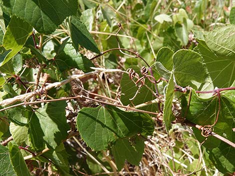 Canyon Grape (Vitis arizonica)