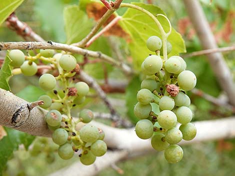 Canyon Grape (Vitis arizonica)