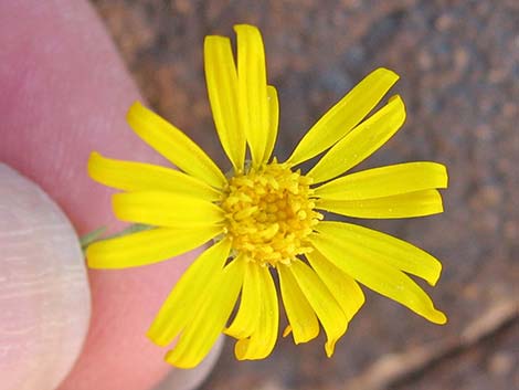 Spiny Goldenweed (Xanthisma spinulosum)