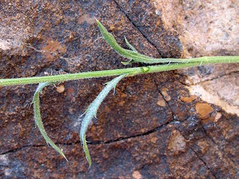 Spiny Goldenweed (Xanthisma spinulosum)