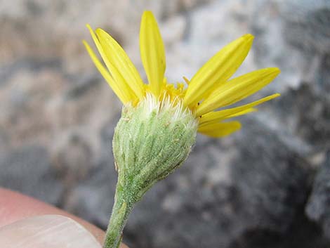 Spiny Goldenweed (Xanthisma spinulosum)