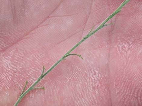 Spiny Goldenweed (Xanthisma spinulosum)