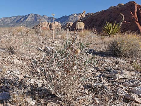 Desert Aster (Xylorhiza tortifolia)