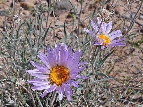 Desert Aster (Xylorhiza tortifolia)