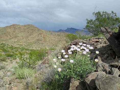 Mojave Woodyaster (Xylorhiza tortifolia)