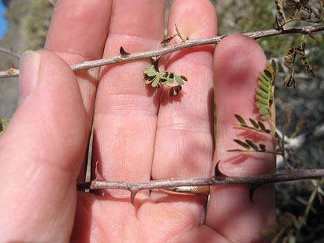 Catclaw Acacia (Acacia greggii)