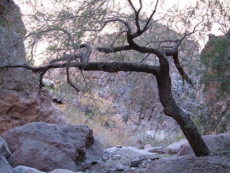 Catclaw Acacia (Acacia greggii)