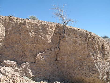 Catclaw Acacia (Acacia greggii)