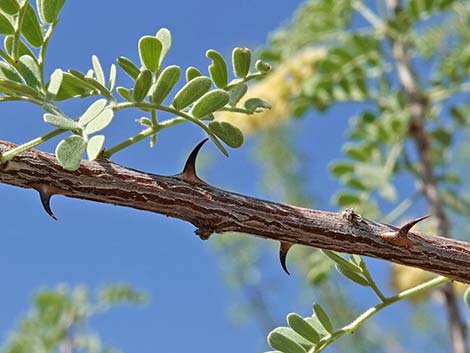 Catclaw Acacia (Acacia greggii)