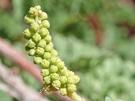 Catclaw Acacia (Acacia greggii)