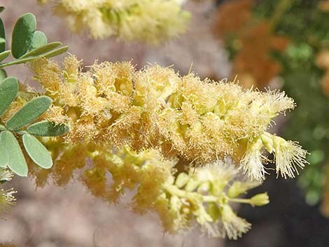 Catclaw Acacia (Acacia greggii)