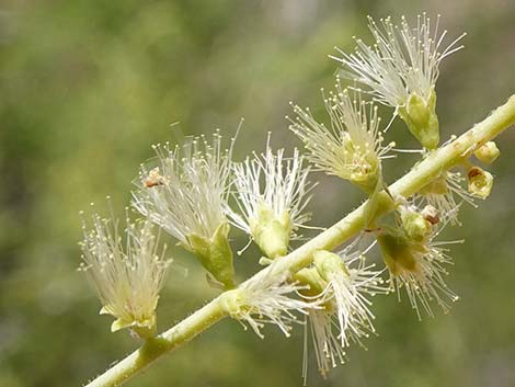 Catclaw Acacia (Acacia greggii)